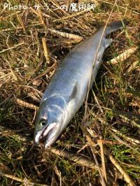 ¥µ¥¯¥é¥Þ¥¹