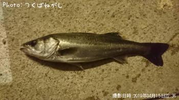 �����Х�