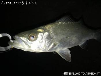 �����Х��ʥҥ饻������