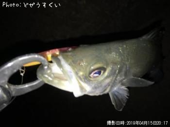 �����Х��ʥҥ饻������