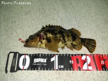 �����Υ���Х�