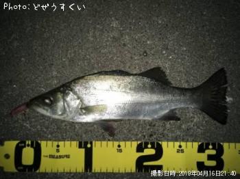 �����Х��ʥҥ饻������