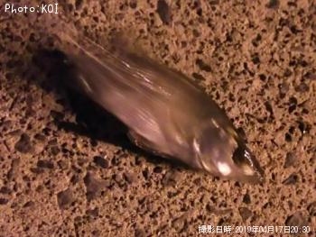 �����Υ���Х�