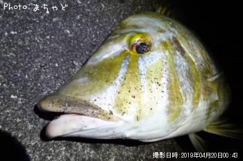 ���ޥ�ڥϥޥե��ե���