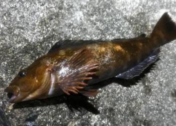 �����ʥ�