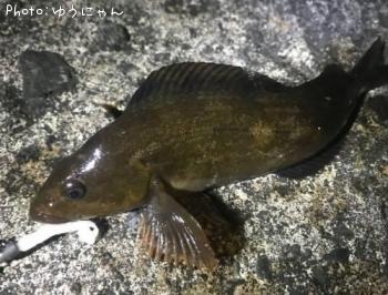 �����ʥ�