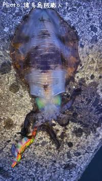 �����ꥤ��