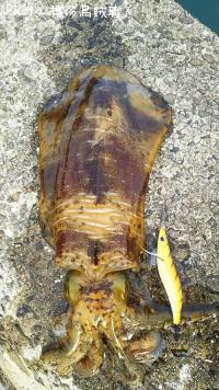 �����ꥤ��