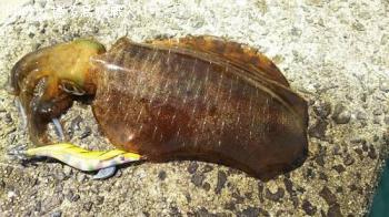 �����ꥤ��