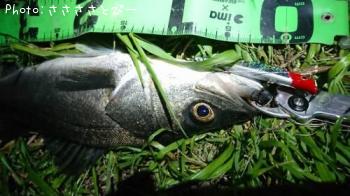 �����Х�