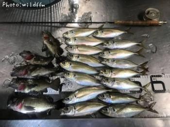 ��������Х�