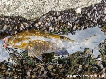 �����ʥ�