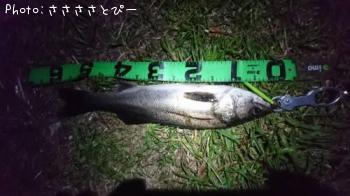 �����Х�