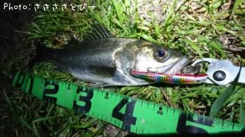 �����Х�