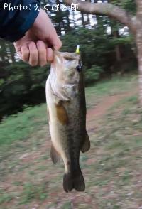 ¥é¡¼¥¸¥Þ¥¦¥¹¥Ð¥¹