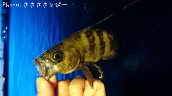 ��Х����饽��