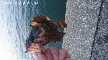 ��Х����饽��