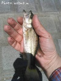 �֥�å��Х�