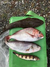 �䡢�ޥ������ȥ饮�����������