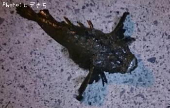 ���˥�����