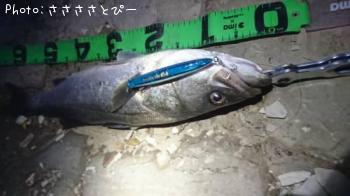 �����Х�