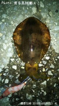 ¥¢¥ª¥ê¥¤¥«