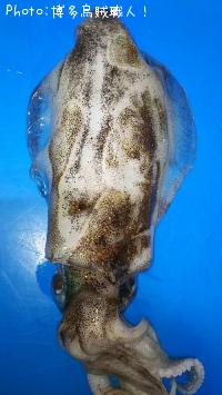 ¥¢¥ª¥ê¥¤¥«