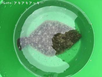 ¥«¥ì¥¤