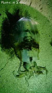 �����ꥤ��