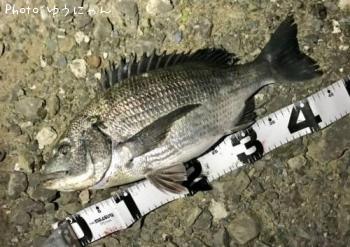 ¥¯¥í¥À¥¤¡Ê