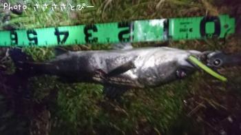 �����Х�