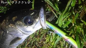 �����Х�