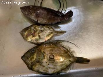 �ޥȥ������ȥޥϥ�