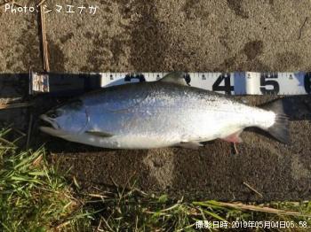 ¥µ¥¯¥é¥Þ¥¹