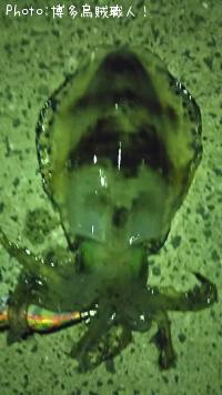 ¥¢¥ª¥ê¥¤¥«