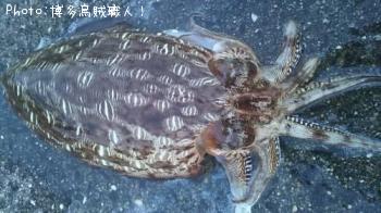 ¥¢¥ª¥ê¥¤¥«