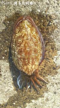 ¥¢¥ª¥ê¥¤¥«