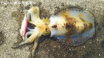 ¥¢¥ª¥ê¥¤¥«