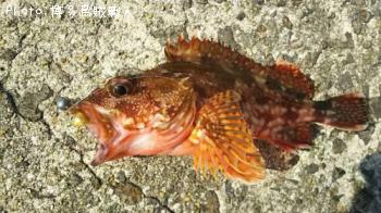 ¥¢¥ª¥ê¥¤¥«