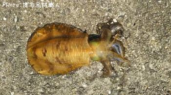 ¥¢¥ª¥ê¥¤¥«