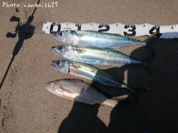 »ª¡õ¥¤¥·¥â¥Á