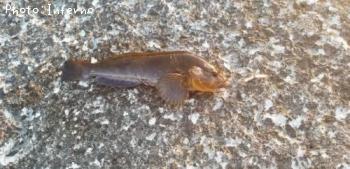 �����ʥ�