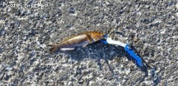 �����ʥ�