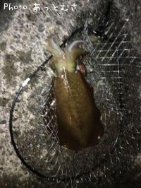 �����ꥤ��