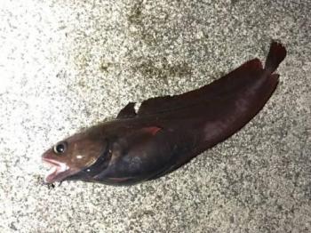 ¥¨¥¾¥¤¥½¥¢¥¤¥Ê¥á¡Ê¡Ë