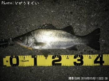 �����Х��ʥҥ饻������