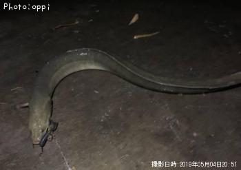 ¥¦¥Ê¥®