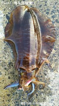 ¥¢¥ª¥ê¥¤¥«