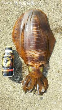 ¥¢¥ª¥ê¥¤¥«