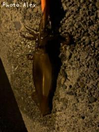 ¥¹¥ë¥á¥¤¥«